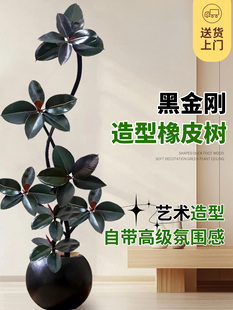 老桩黑金刚橡皮树客厅大盆栽室内大型绿植四季好养办公室大叶植物