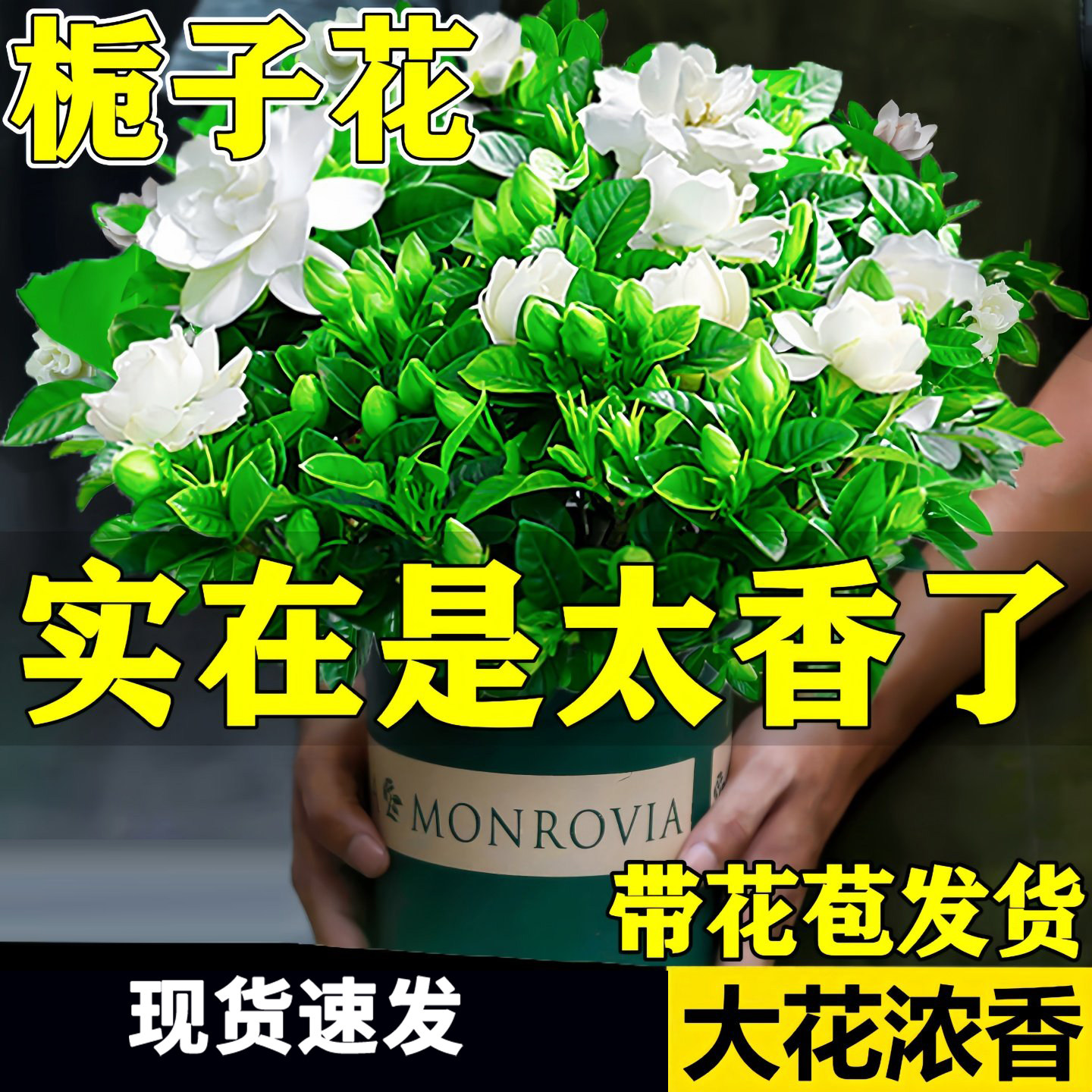 栀子花盆栽花卉植物室内绿萝箩阳台水培绿植茉莉花四季好养九里香