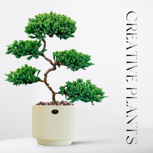 五层塔松盆栽室内客厅迎客松植物茶室桌面绿植乔迁新居送礼物盆景