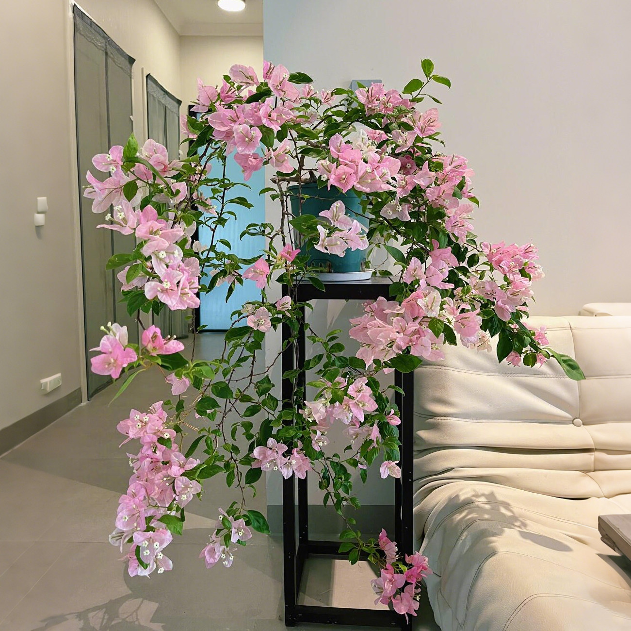 三角梅盆栽杯苗牙签苗红缨绿樱变色龙庭院爬藤促销