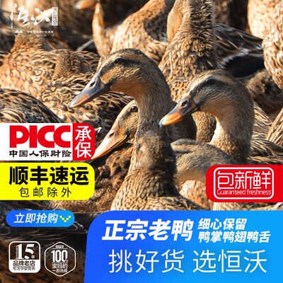 多年老鸭浙江土鸭农家散养老鸭子新鲜水鸭大麻鸭整只现货母鸭子肉