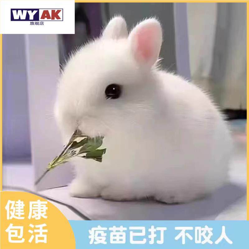 兔子活物小型侏儒长不大迷你兔儿童好养宿舍宠兔荷兰垂耳兔体