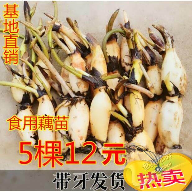 新疆包邮食用莲藕种苗种根池田高产大型蔬菜莲藕荷花苗粉脆籽藕种