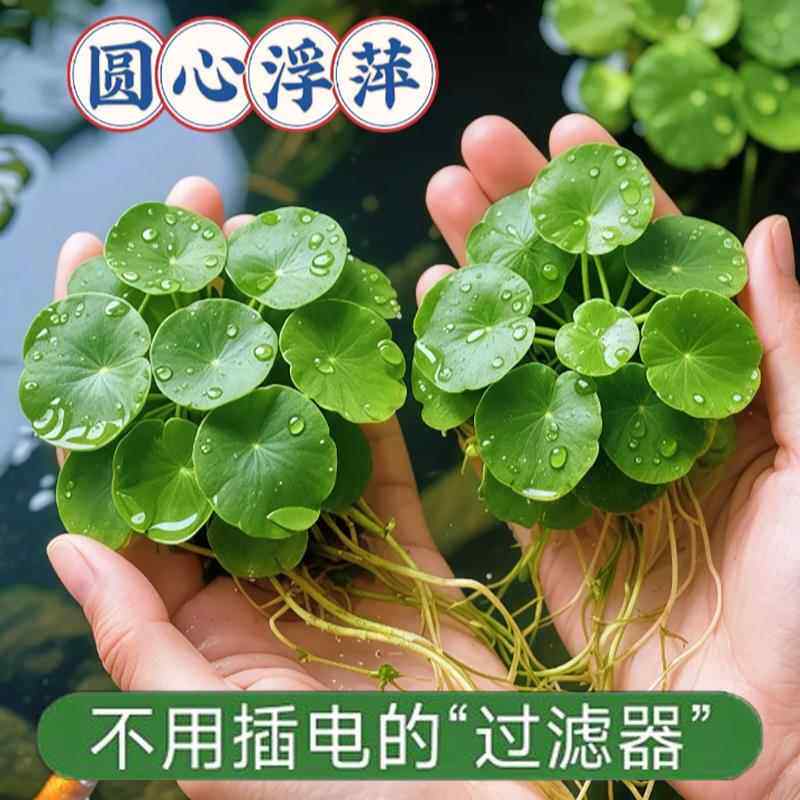 圆心萍浮萍水草植物鱼缸造景水培净化水质鱼虾龟缸漂浮水草净水生