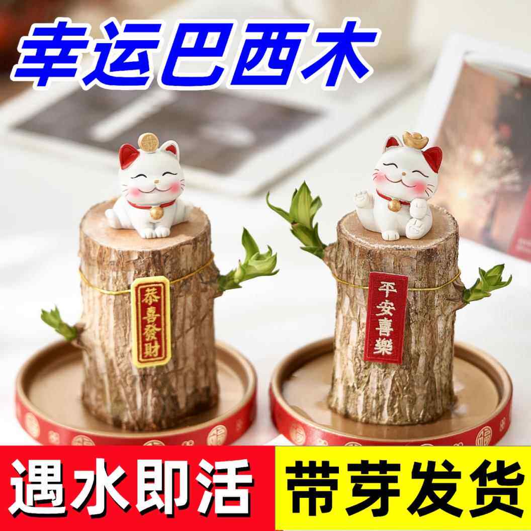 巴西木可开花水养幸运木格鲁特四季水培室内好养花卉盆桌面小盆栽