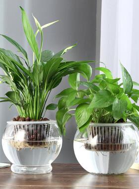 水培器皿创意玻璃花盆水养植物白掌红掌绿萝大号花瓶透明插花摆件
