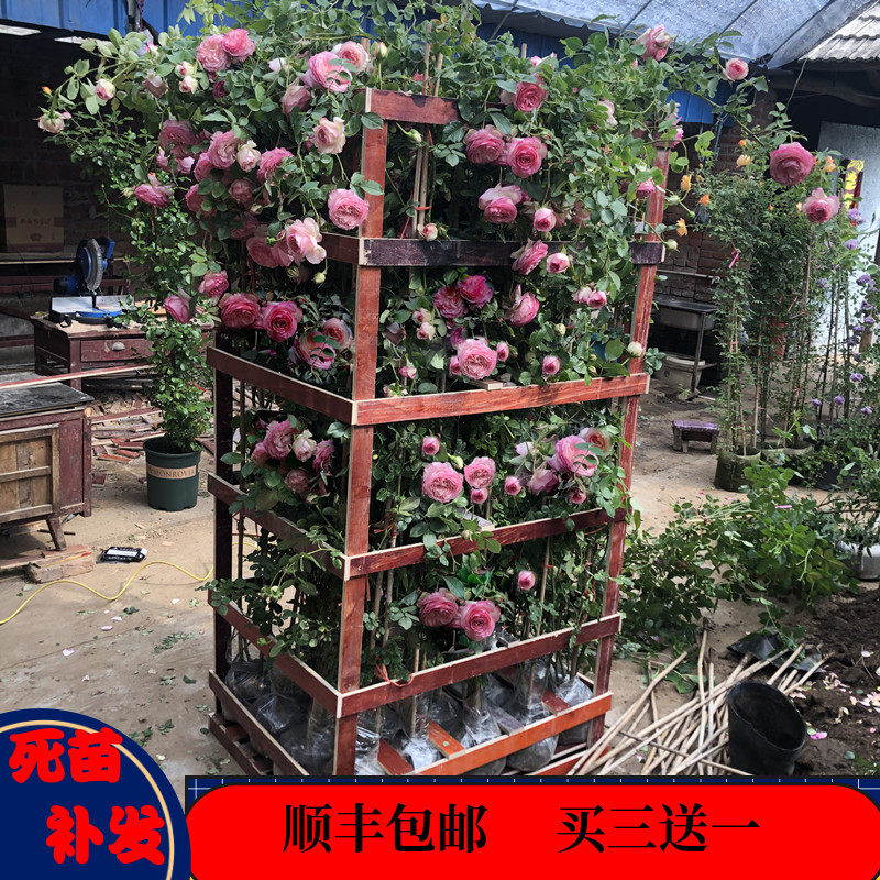 大游行藤本月季蔷薇花苗爬藤特大花苗开花庭院户外浓香玫瑰欧月季