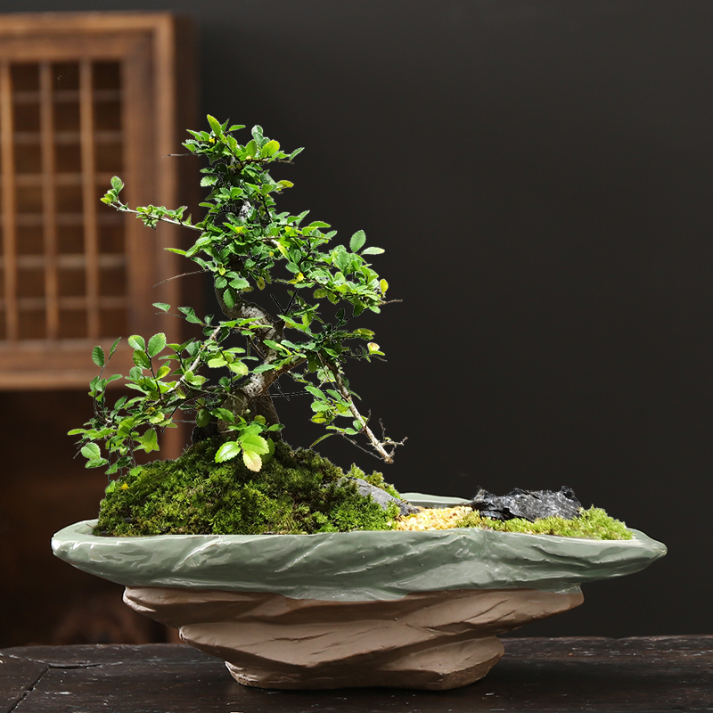 创意盆景盆陶瓷花盆大号紫砂造景微景观家用文竹发财树拼盘多肉盆