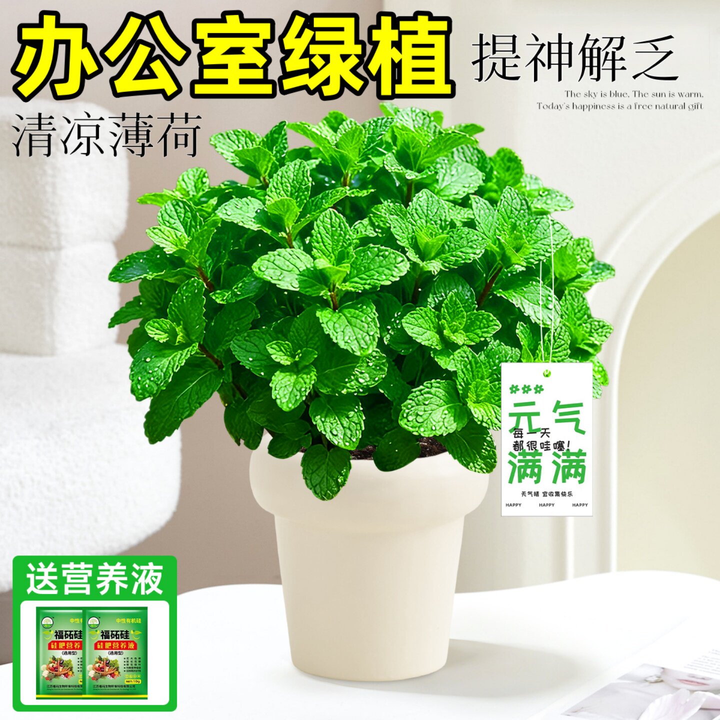 办公室绿植薄荷盆栽可食用水培室内好养驱蚊香草植物提神防困神器