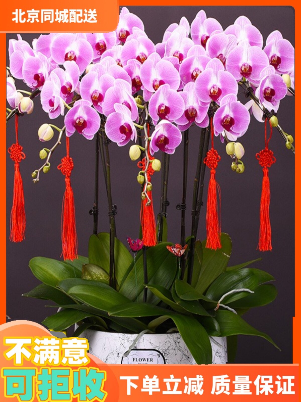 北京同城配送蝴蝶兰盆栽鲜花礼品真兰花盆景年宵室内客厅花卉