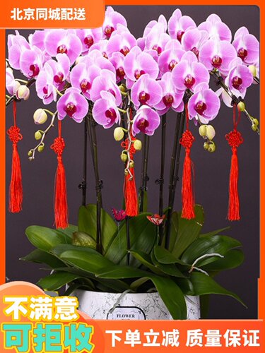 北京同城配送蝴蝶兰盆栽鲜花礼品真兰花盆景年宵室内客厅花卉