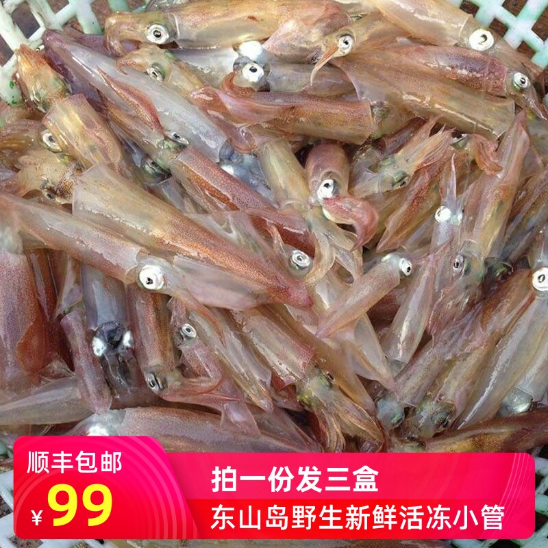 海鲜鱿鱼小管小鱿鱼海兔子笔管鱼冷冻水产鲜活东山岛网红活冻小管