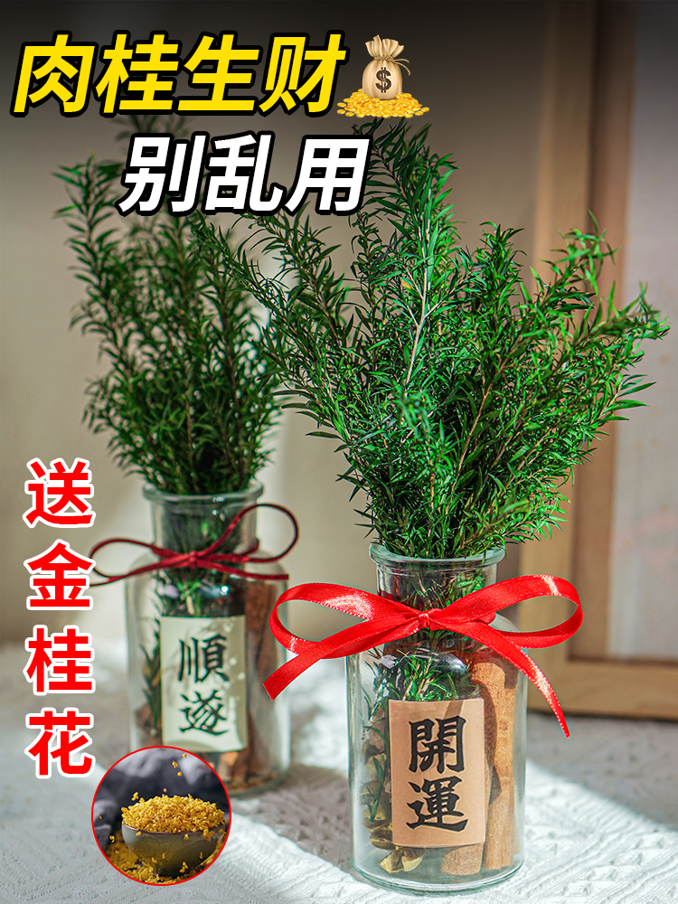 肉桂生财玻璃瓶子摆件招财进宝办公室工位装饰摆件生日礼物送同事