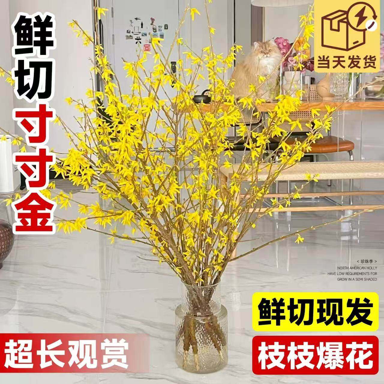 连翘寸寸金干枝水培植物开花年宵花绿植花卉鲜切干枝雪柳腊梅鲜枝