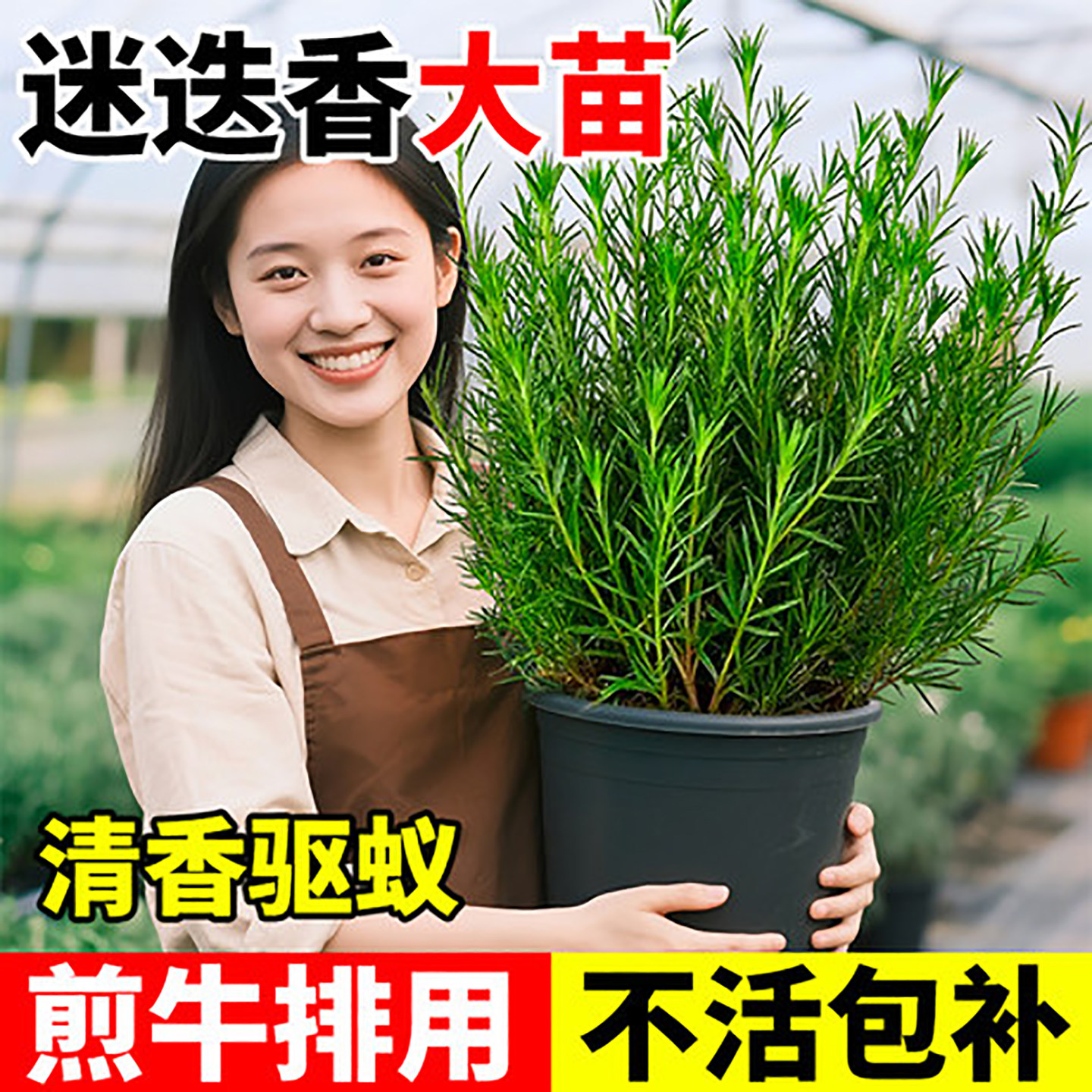 迷迭香盆栽大盆驱蚊植物煎牛排用花卉绿植物室内家用四季好养耐阴