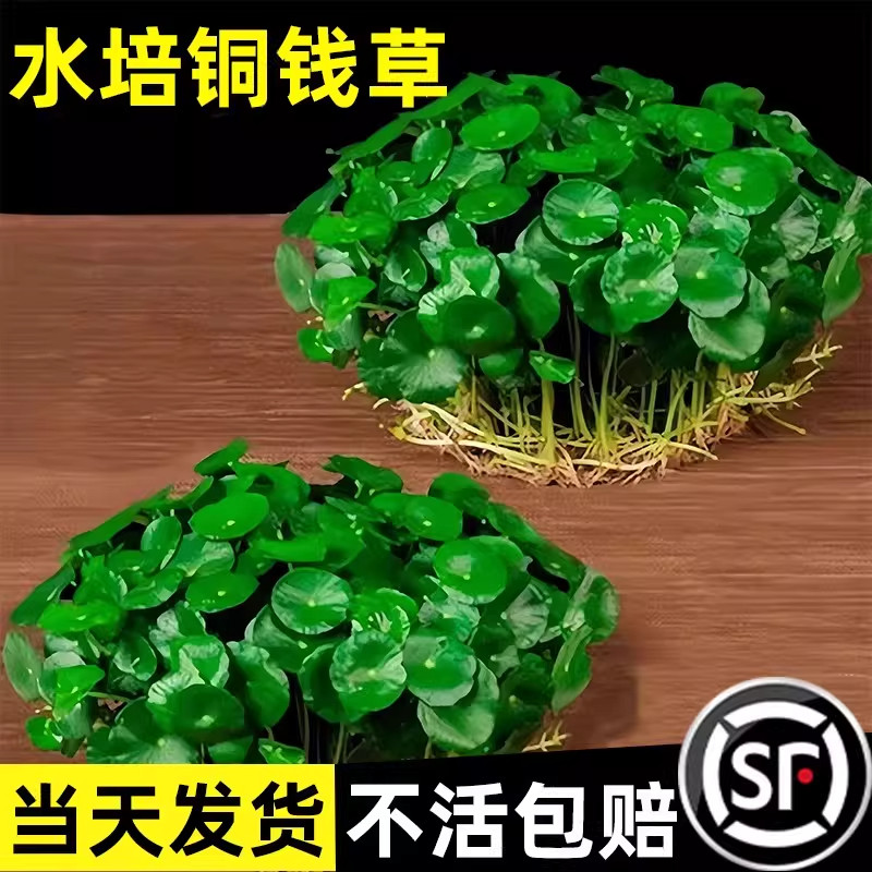 铜钱草水培植物老桩盆栽室内外水养大叶金钱草根芽好养易养活绿植