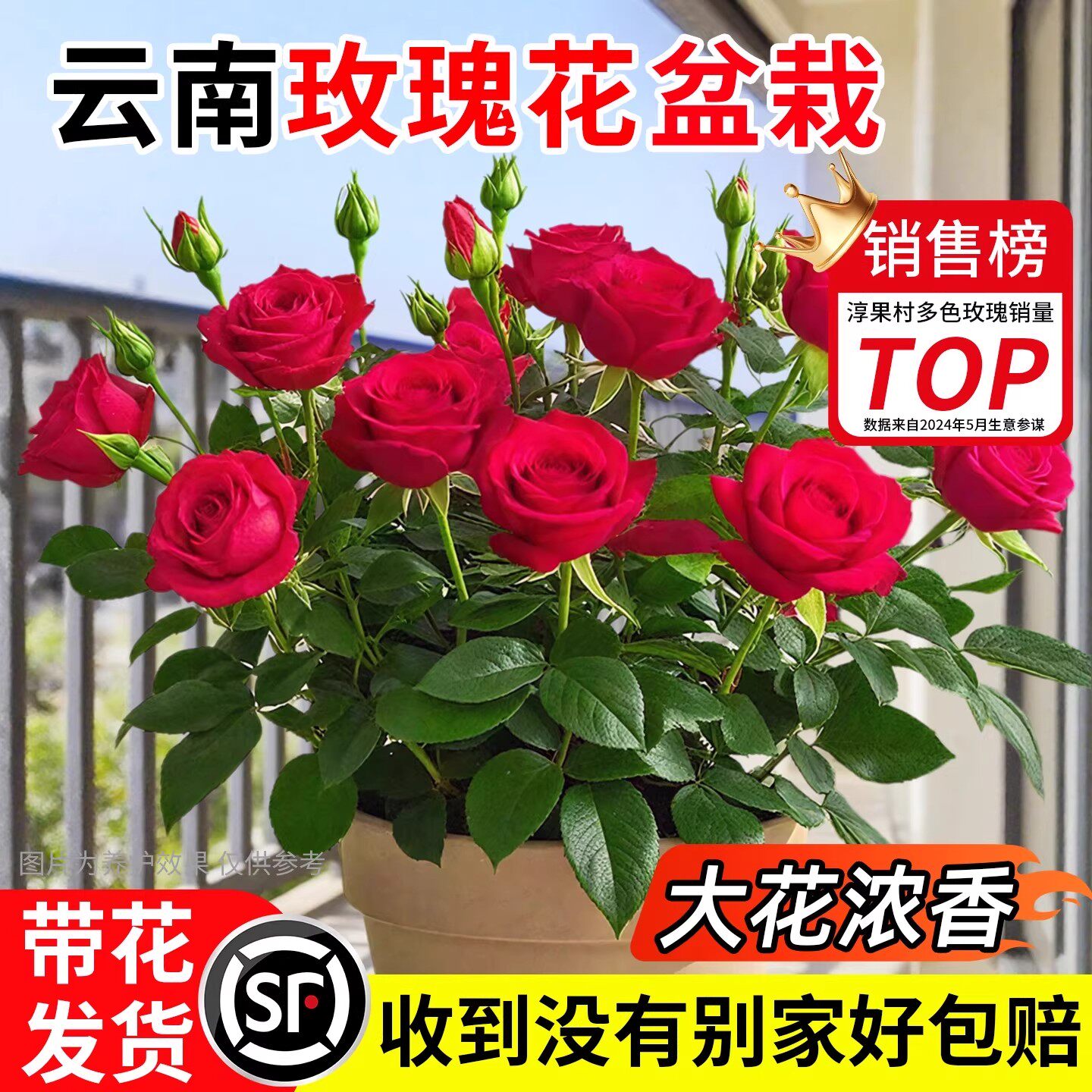 云南玫瑰花盆栽大花浓香月季花苗带花苞四季开的花庭院阳台绿植物