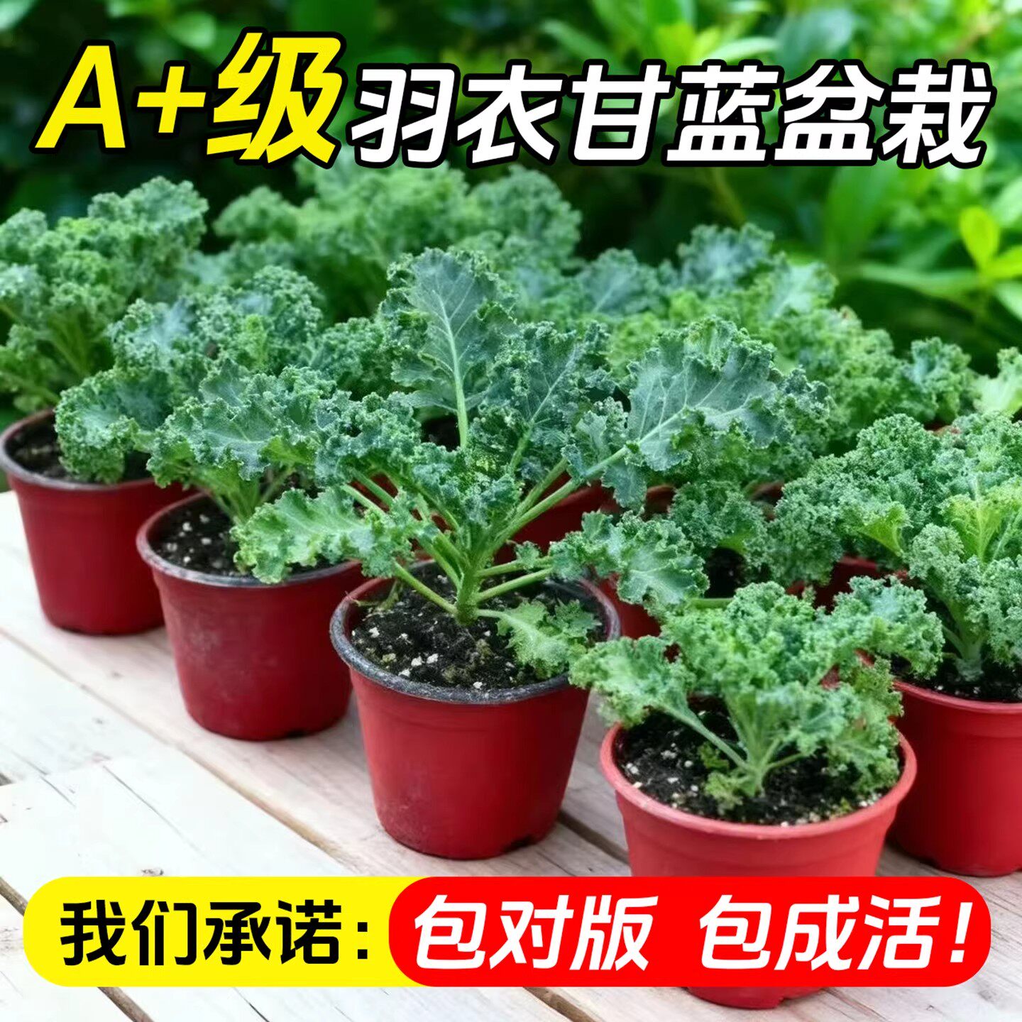 羽衣甘蓝盆栽大苗超耐寒可食用蔬菜观赏绿植易成活家庭阳台园艺