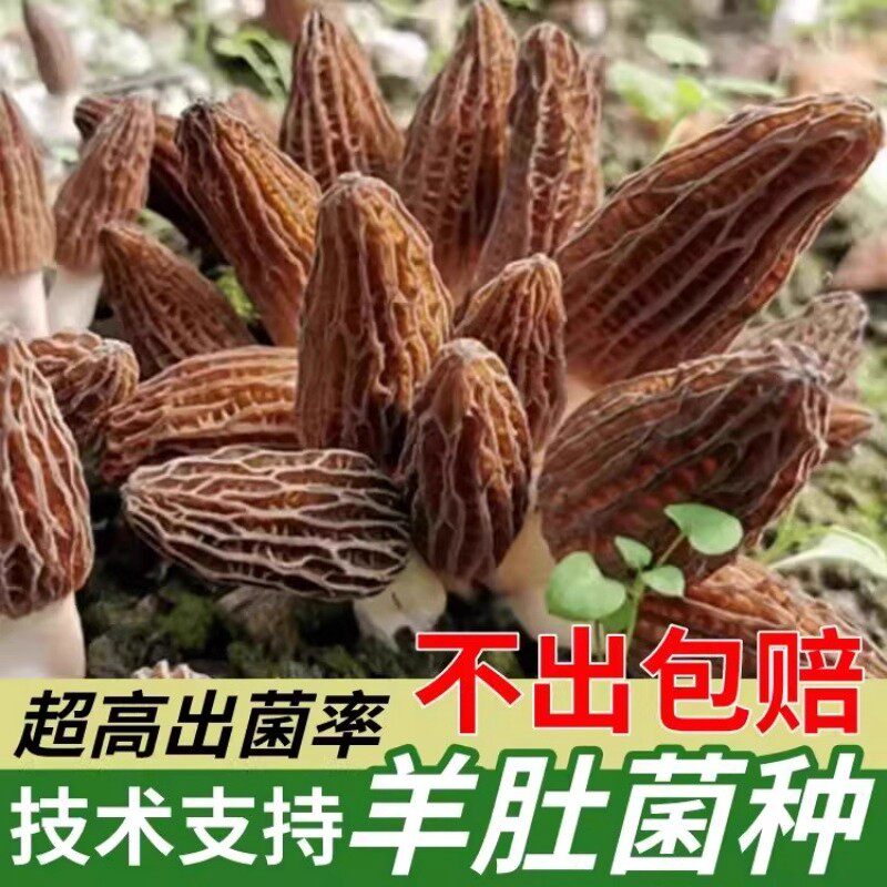 家庭野生羊肚菌菌种菌包室内云南种植高产羊肚蘑菌菇原种菌种家种