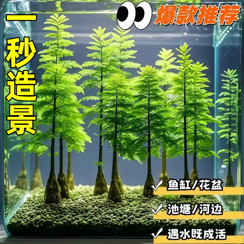 水杉水培鱼缸造景溪流缸水杉盆栽盆景鱼池水生植物绿植水草室内外
