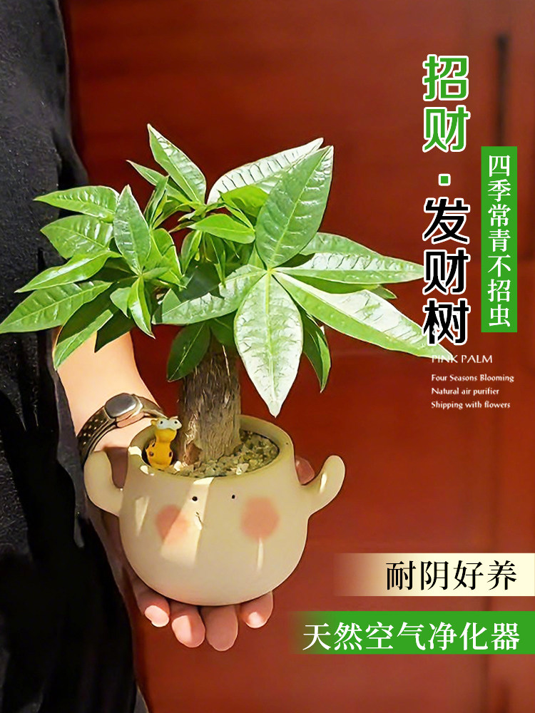 发财树小盆栽办公室绿植花卉室内桌面工位上招财摆件客厅好养植物