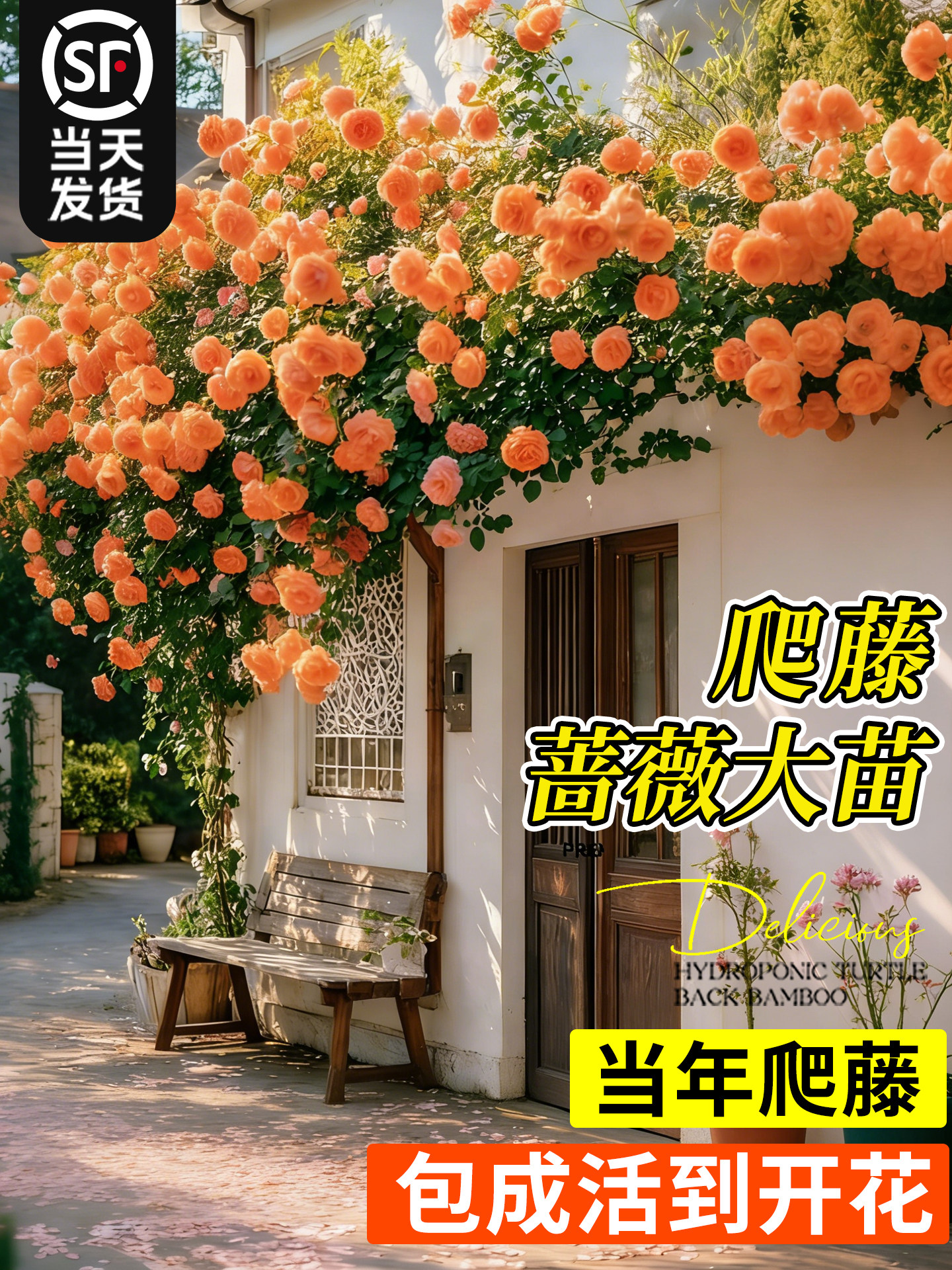 特级蔷薇花苗爬藤四季老桩庭院爬墙藤本月季花卉盆栽绿植玫瑰开花