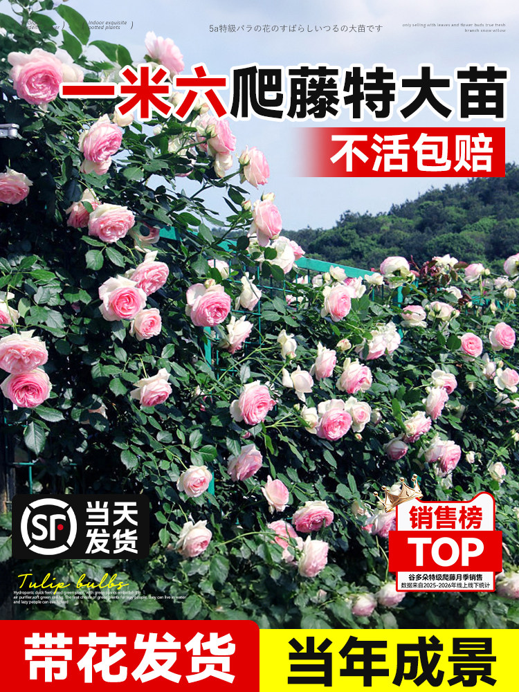 粉色龙沙宝石爬藤蔷薇月季花特大庭院别墅阳台植物苗爬藤多季开花