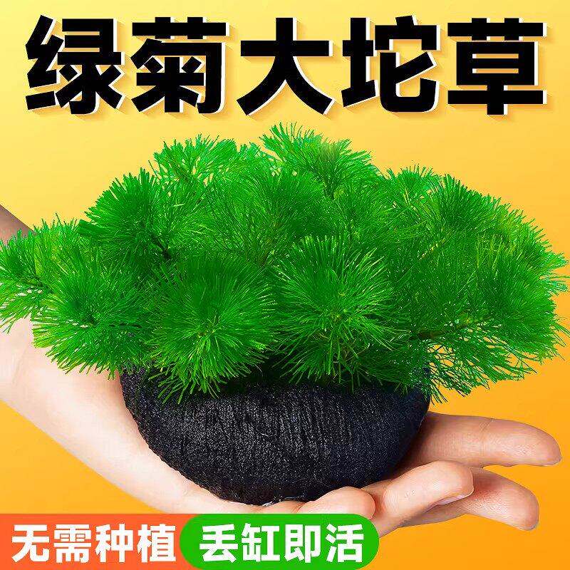 绿菊蜈蚣草水草大坨草鱼缸造景阴性水族箱小坨小宝塔养龟净水增氧