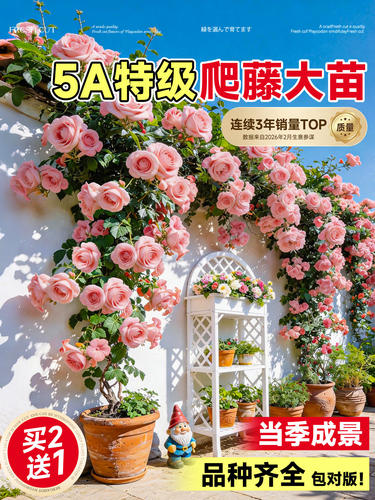 粉龙蔷薇花苗藤本月季花树大苗庭院爬藤植物阳台花卉爬墙玫瑰耐寒