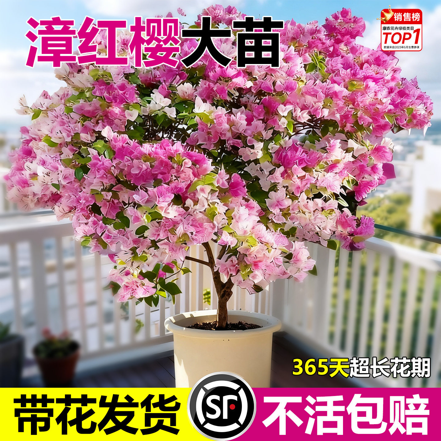 三角梅盆栽带花重瓣爬藤植物四季高端耐热花卉室内阳台漳红樱老庄