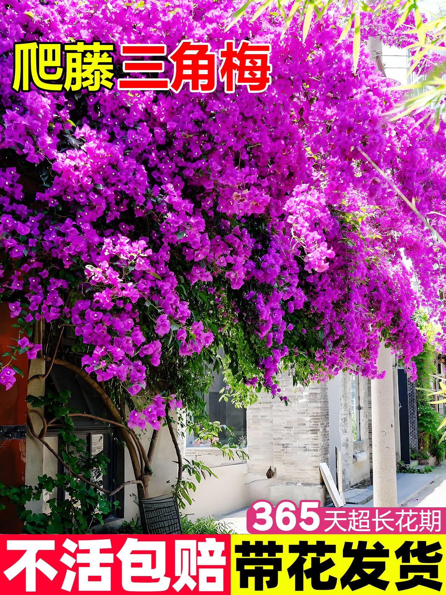 三角梅盆栽带花爬藤植物花卉多色重瓣老桩庭院耐寒三角梅四季开花