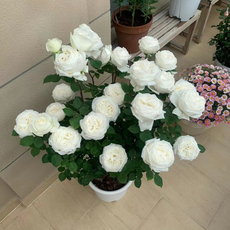 伊芙婚礼之路母本大苗白色玫瑰多季开大花浓香月季花苗盆栽阳台花