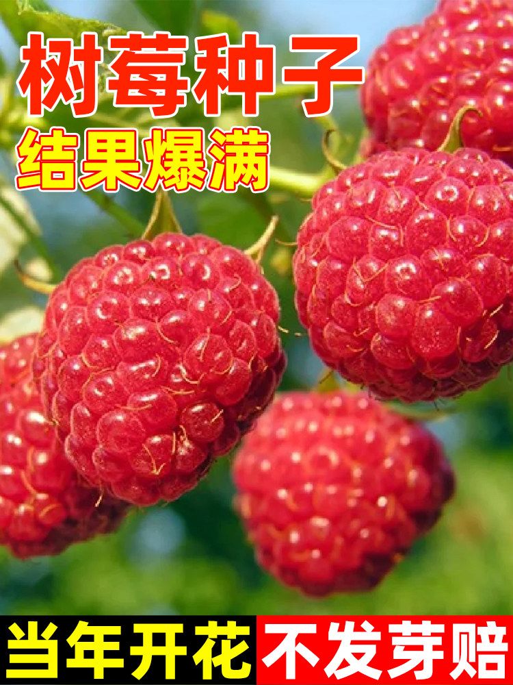 树莓种子野草莓覆盆子树黑树莓种子四季种植庭院阳台野生果莓种籽