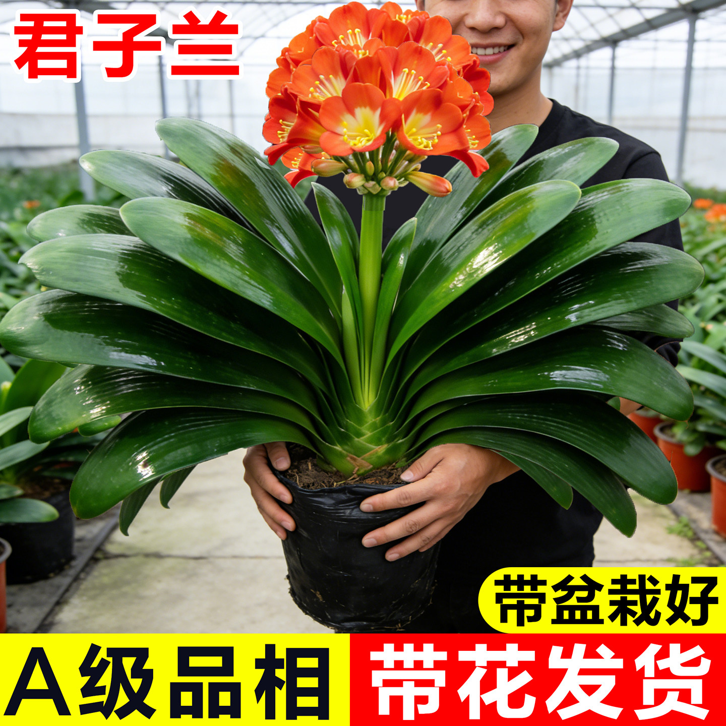 君子兰盆栽带花苞精品圆头和尚兰花大苗客厅室内桌面摆件名贵鲜花