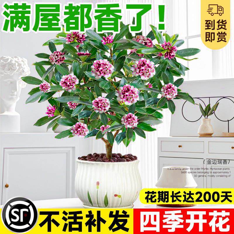 金边瑞香盆栽浓香型带花苞大苗老桩盆景客厅室内花卉四季耐寒植物