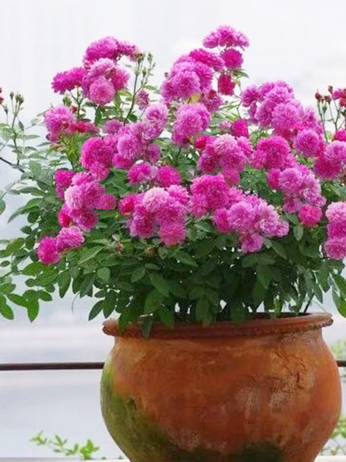 阳台浓香微型月季花苗甜蜜马车四季开玫瑰花盆栽植物花卉容易爆盆