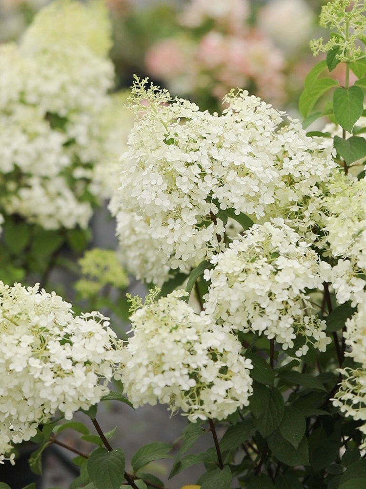 海蒂的花园霹雳贝贝紧凑圆锥绣球夏季开花阳台庭院花卉植物盆栽苗