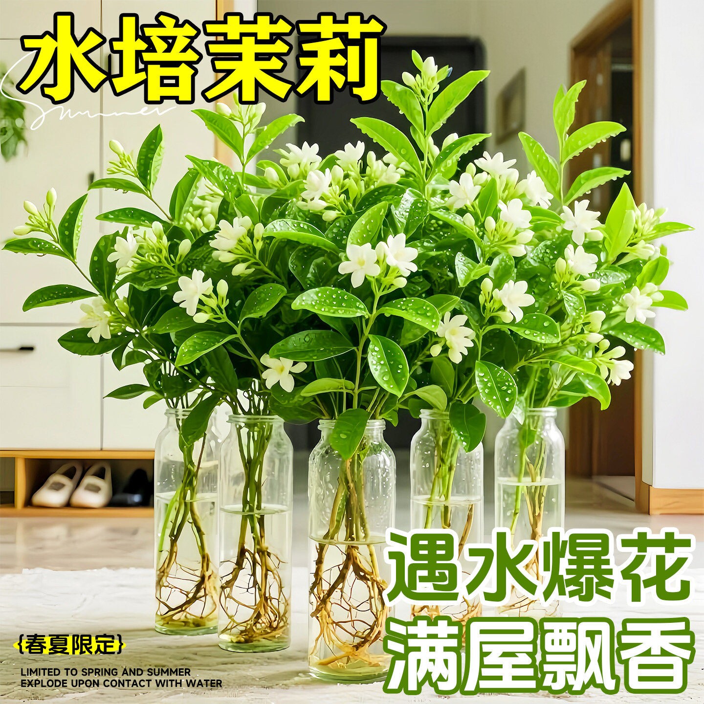 水培植物茉莉花盆栽鲜切花云南基地直发家用插花室内绿植四季开花