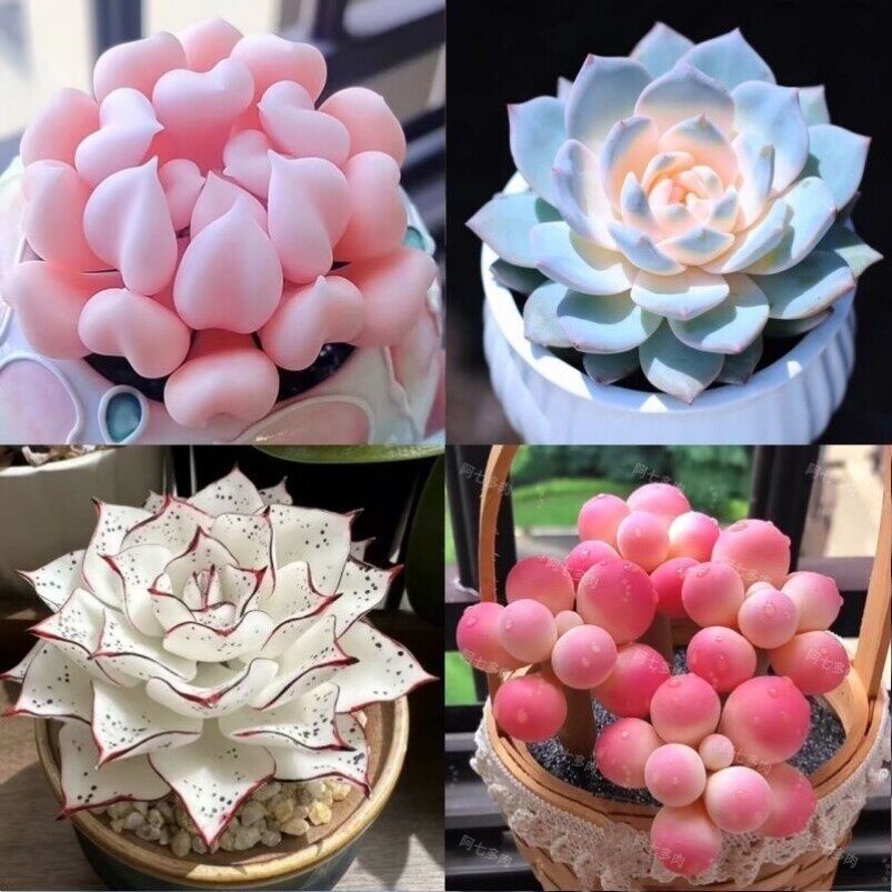 多肉植物新手组合桃蛋纯爱蓝姬莲盆栽好养活耐寒耐热植物春季开花