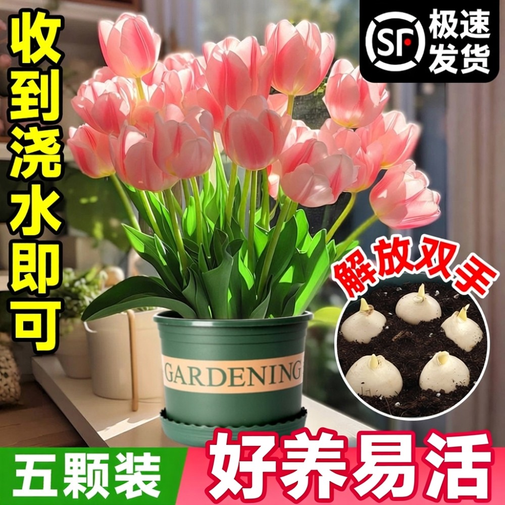 进口郁金香种球地栽盆栽带花苞5五度球风信子室内耐寒大花卉植物