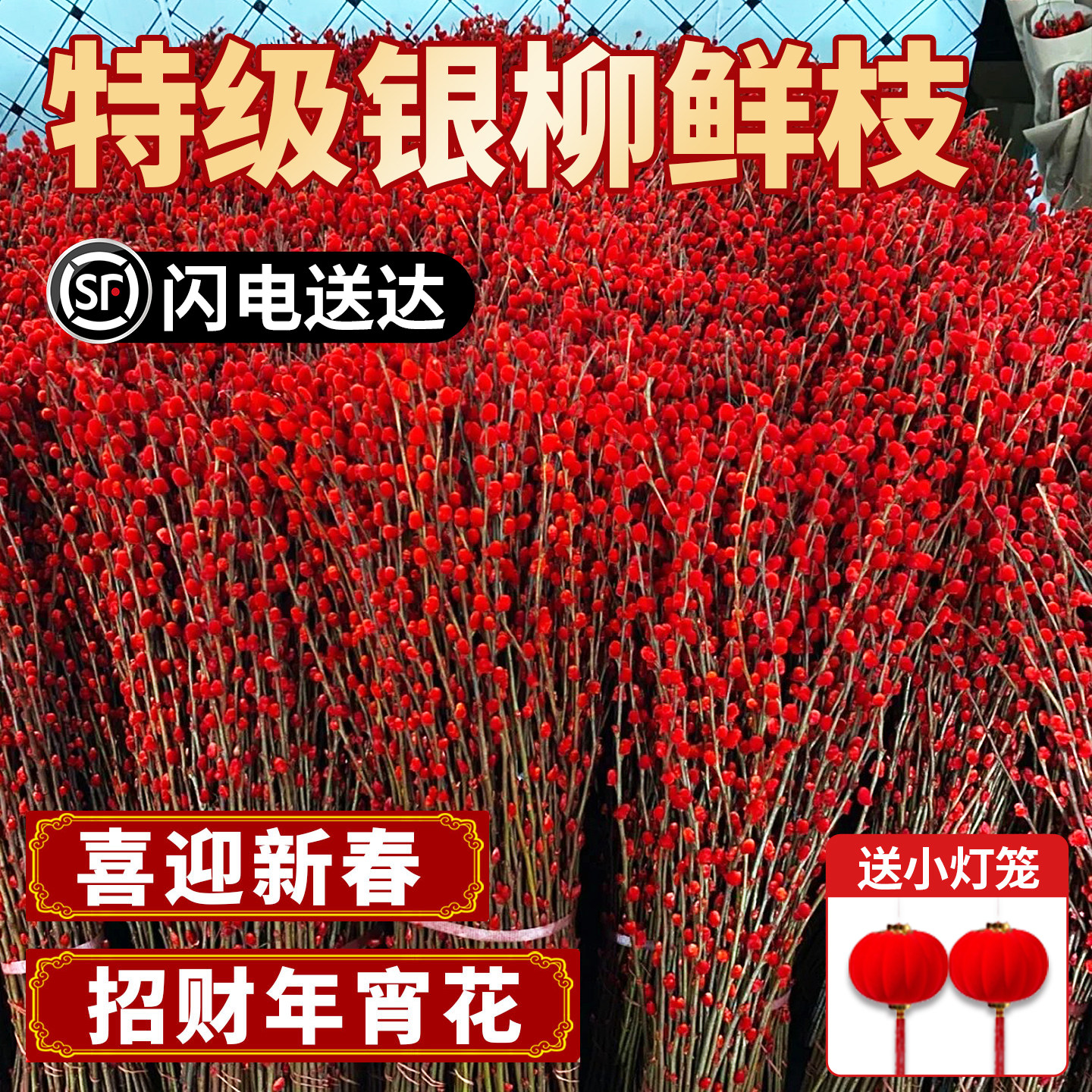 银柳鲜枝干枝真花家居摆件年宵花水培植物雪柳客厅室内装饰好养活