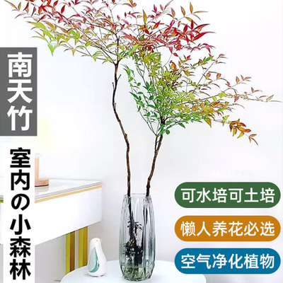 水培植物南天竹盆栽水养室内富贵竹绿植吊钟马醉木好养花卉盆景