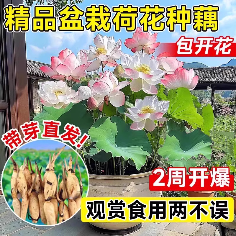 荷花藕种观赏盆栽水养莲花缸栽莲藕苗鱼池塘水生植物花卉睡莲碗莲