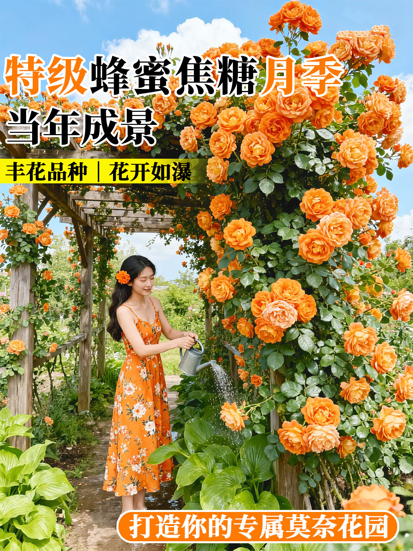蔷薇花苗藤本月季花树大苗庭院爬藤植物阳台花卉爬墙玫瑰耐寒盆栽
