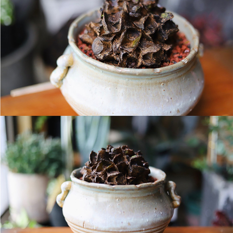观音莲座蕨马蹄蕨带芽大型蕨类植物室内盆景观叶S植物网红蕨一叶
