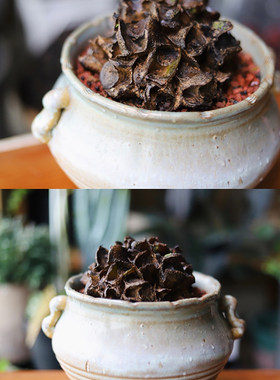 观音莲座蕨马蹄蕨带芽大型蕨类植物室内盆景观叶S植物网红蕨一叶
