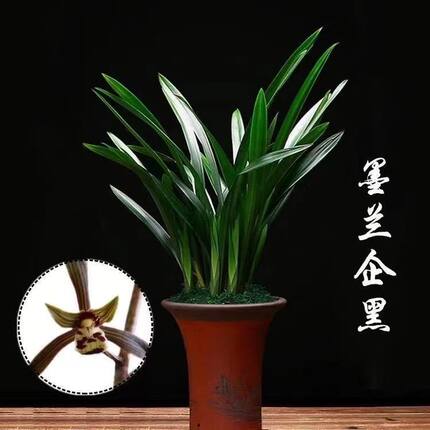十大名贵兰花墨兰企黑原盆苗耐寒好养兰花浓香型室内绿植花卉兰花