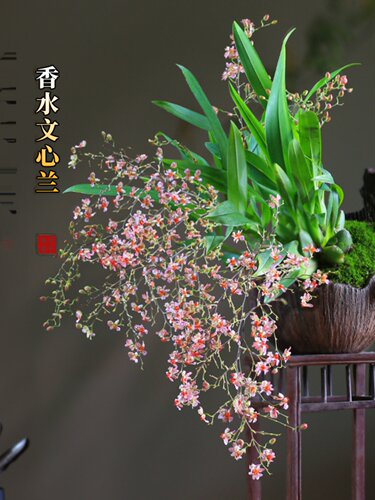 文心兰盆栽梦香兰微型观花小盆景迷你创意兰花室内植物客厅窗台