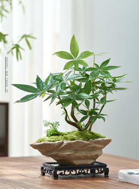 发财树绿植室内盆栽办公桌面茶桌小植物花卉好养中式禅意盆景摆件