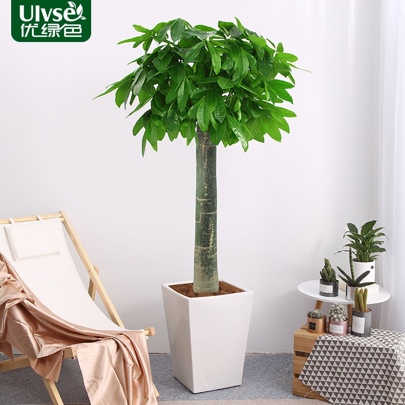 发财树大棵盆栽开业乔迁送礼招财绿植大型植物客厅办公室送货上门